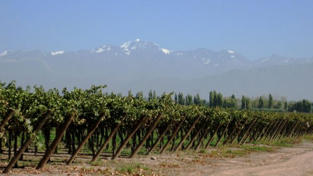Wine Spotlight: Viva Argentina