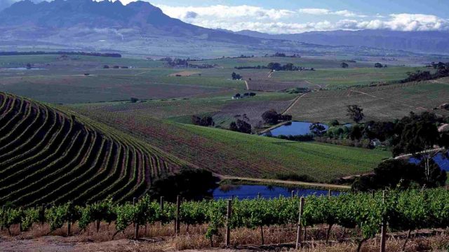 Making Its Mark: South African Wines