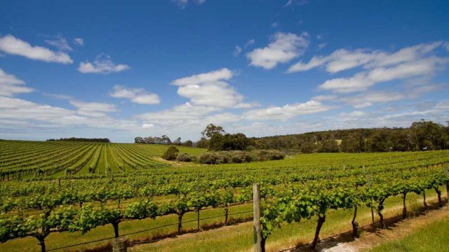 Where Are The Top Fine Wine Regions?