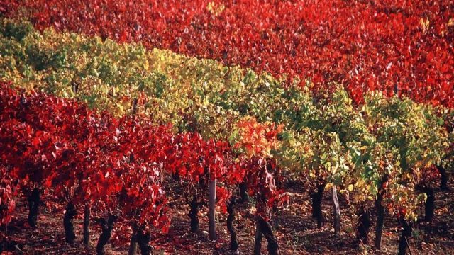 What Are Matthew Fort’s Favourite Wine Regions?