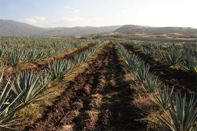 What Are Tequila’s Native Flavours?