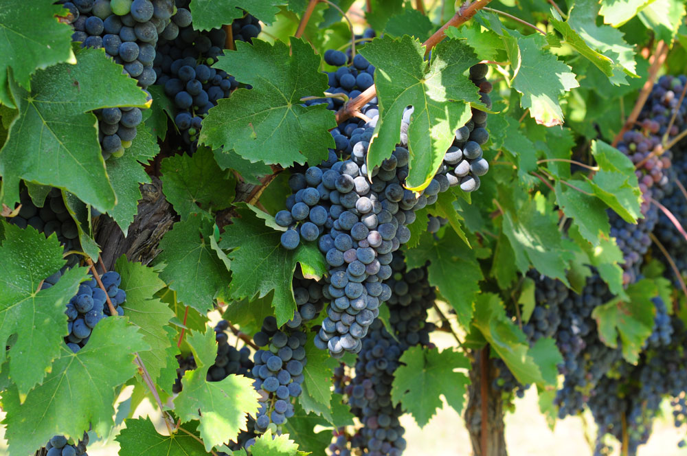 Coravin Experts Reveal 10 Fantastic Red Wine Grape Varieties